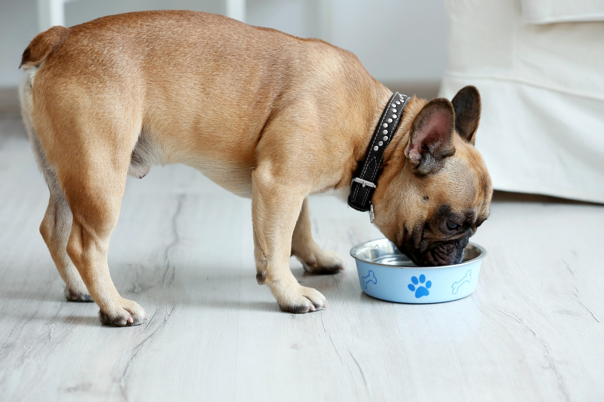 dog with short snout eating from dog food dish